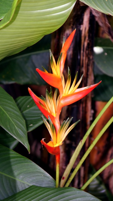 Photo d'un oiseau paradis. 